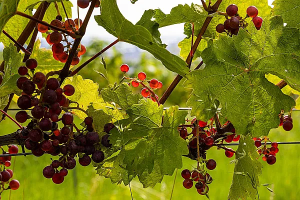Wo Wien seinen Wein versteckt