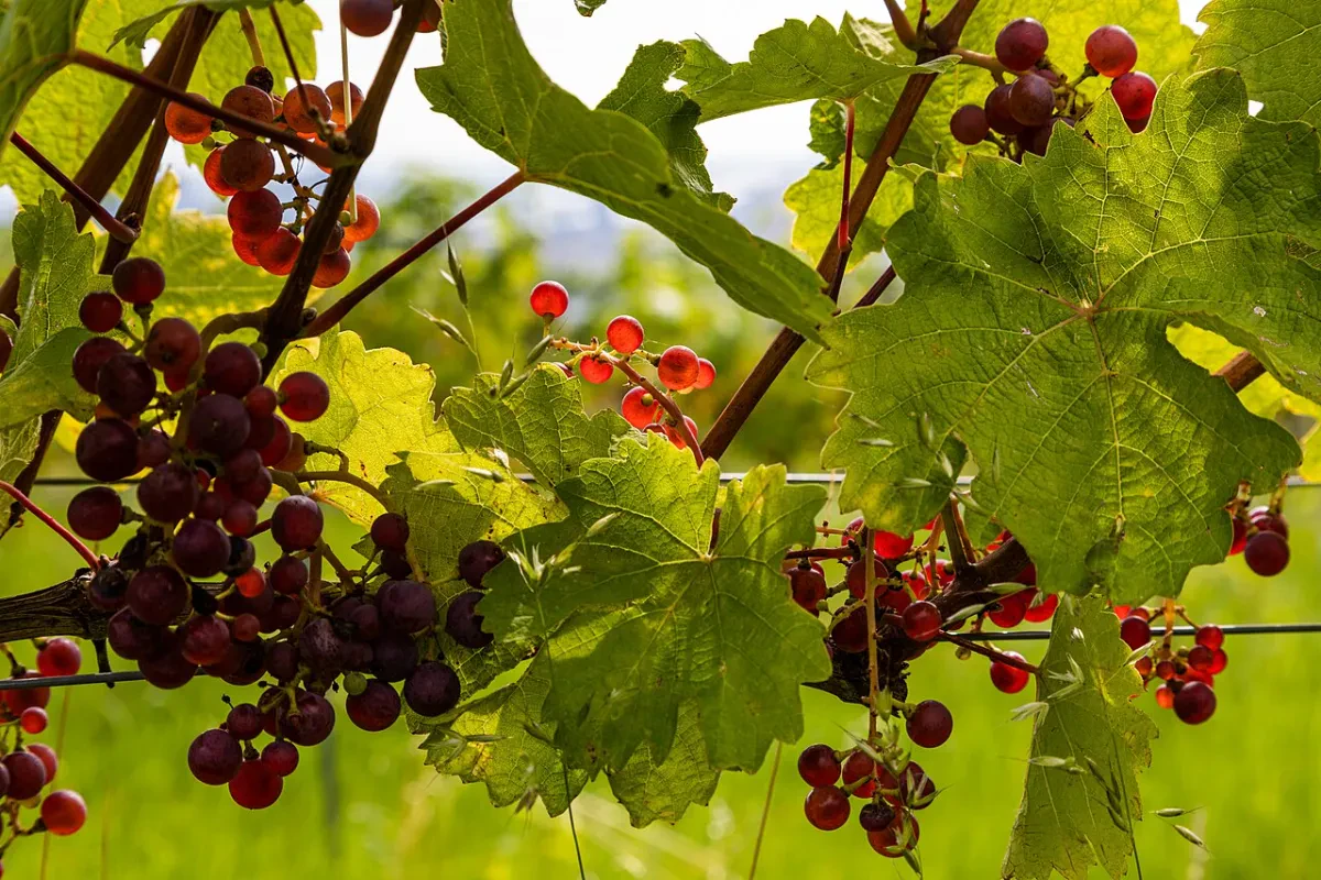 Wo Wien seinen Wein versteckt
