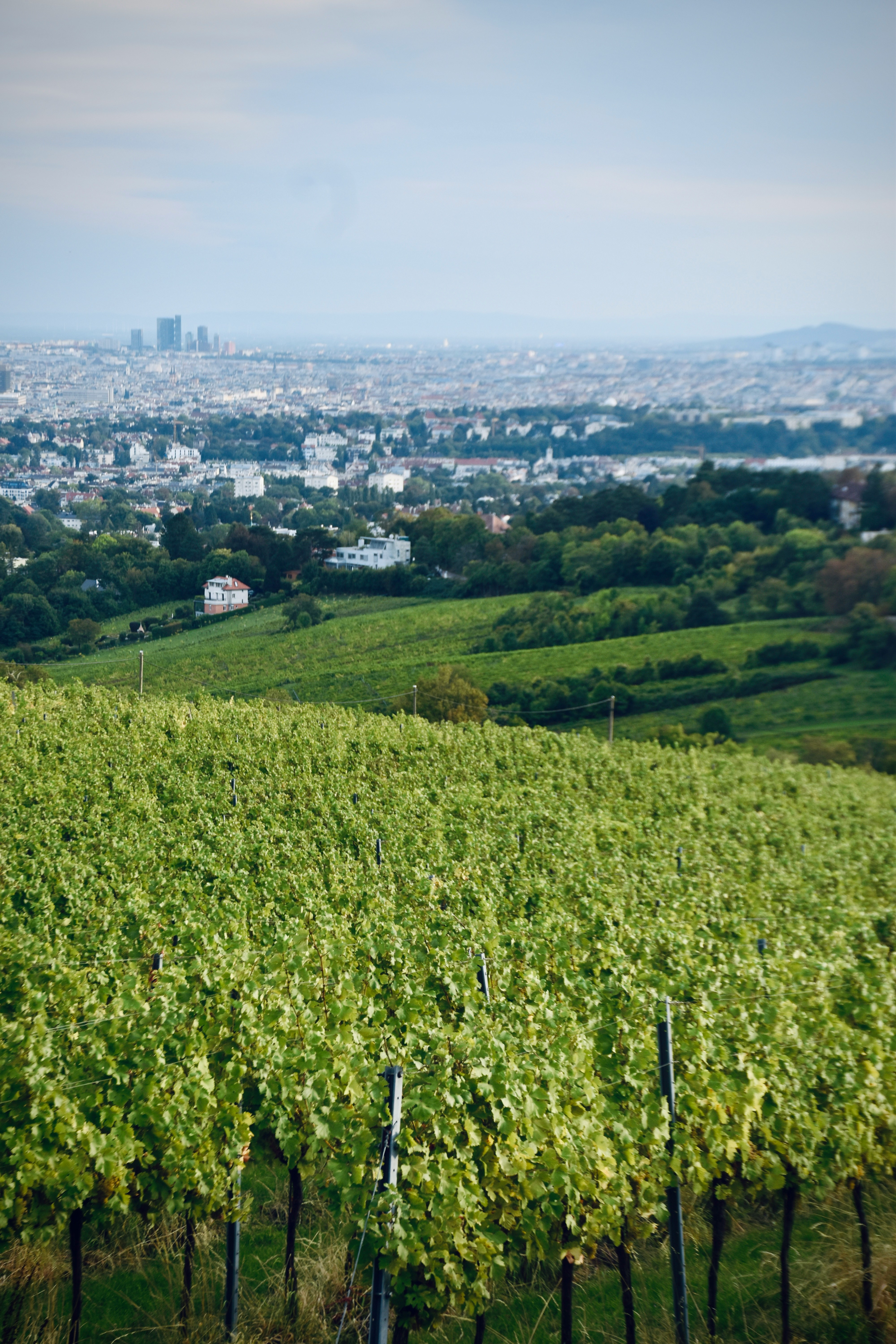 weinberg-wien-skyline.jpg